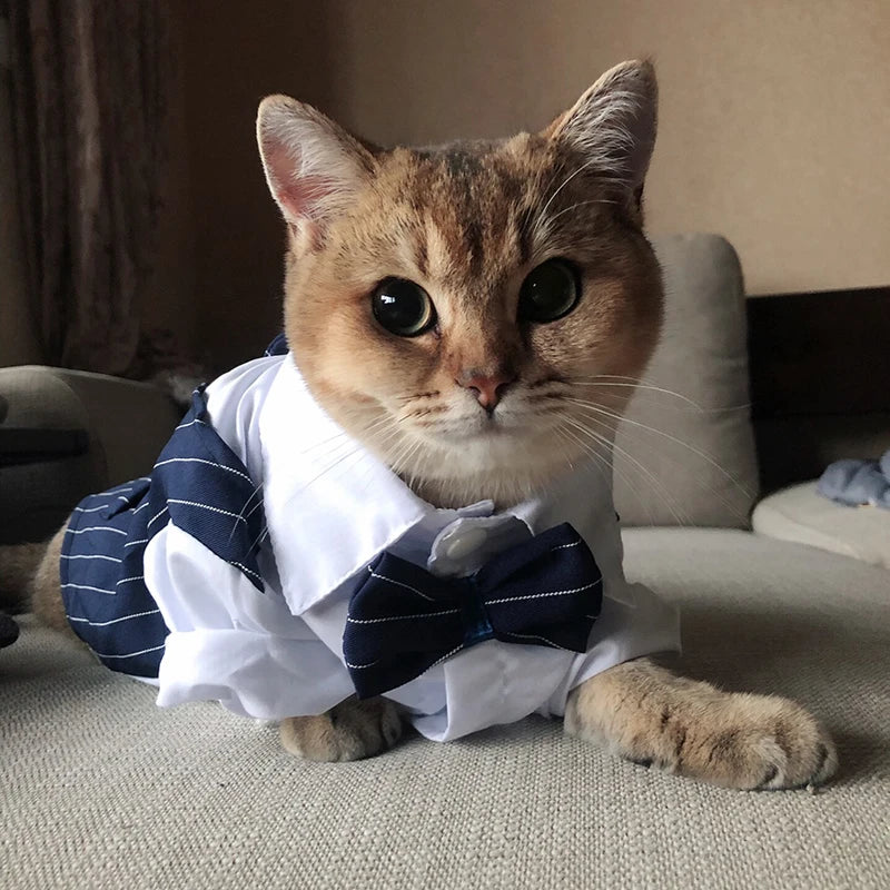 貓咪煲呔馬甲服