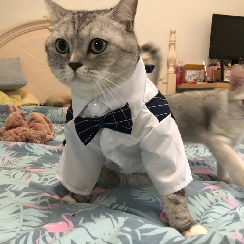 貓咪煲呔馬甲服